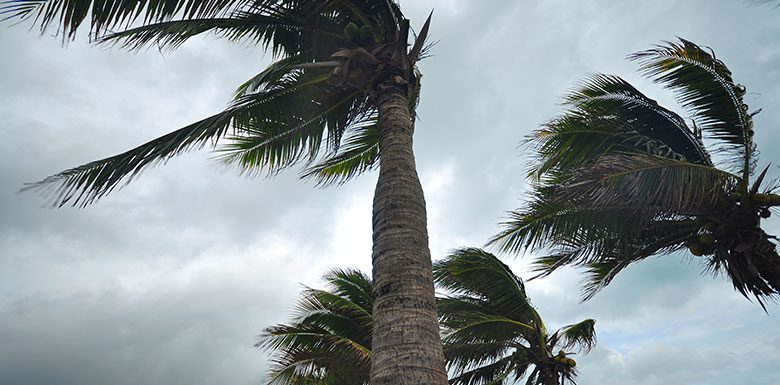 palm trees in storm