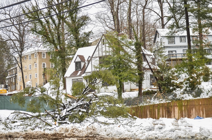 Texas winter storm and fallen tree