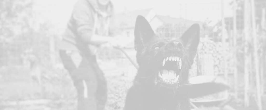 Dog Bite Lawyers