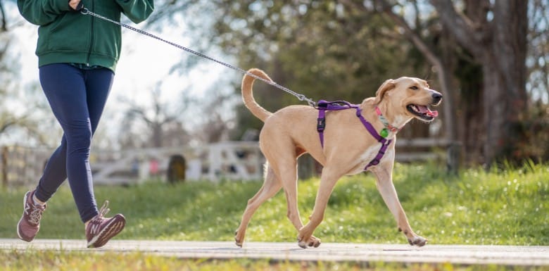 Person walking a tan dog on a purple harness along a path in a park, with grass and trees in the background.